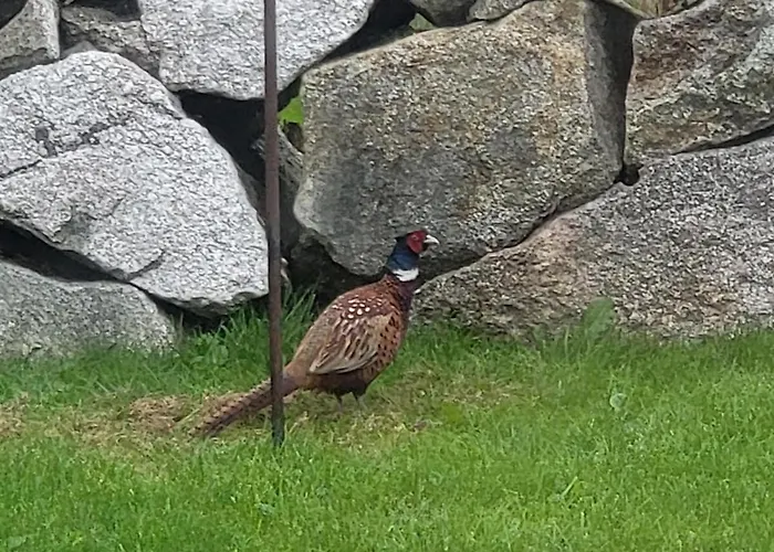 Cheerful And Spacious 4-bedroom Дом отдыха Rosmuck